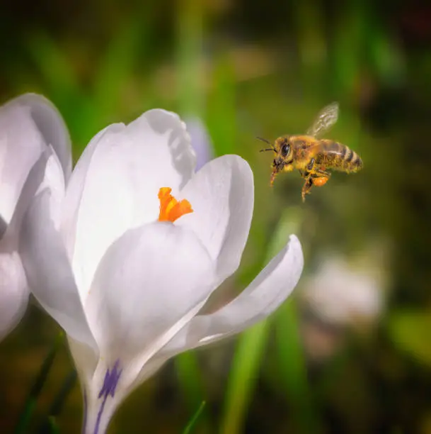 Photo of Bee flying to a purple crocus flower blossom