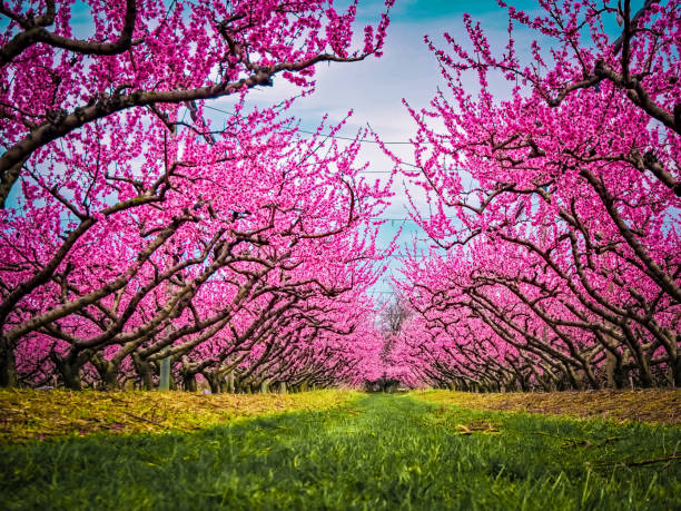 Blooming peach trees in the orchard