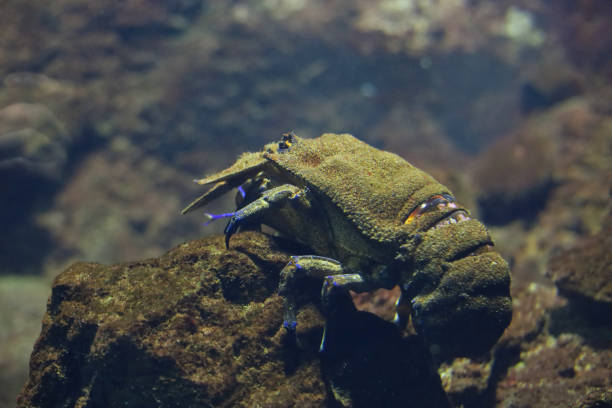 istock Green crayfish is sitting on a stone. 1387129972