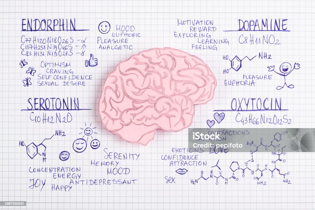 Hormone biochemical concept Human brain made of paper with hormone (Endorphin,Dopamine,Serotonin ,Oxytocin) biochemical concept background Dopamine Stock Photo