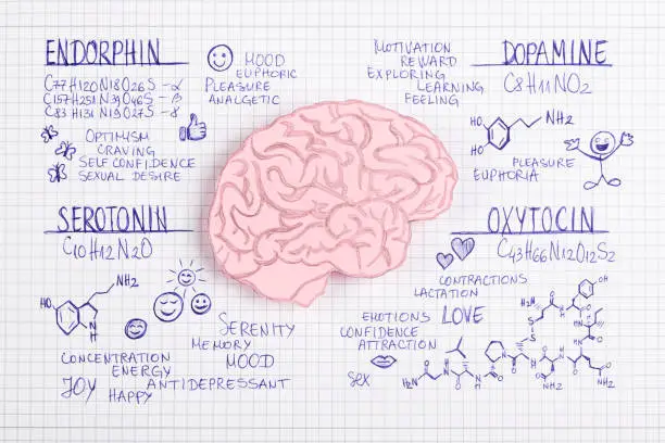 Human brain made of paper with hormone (Endorphin,Dopamine,Serotonin ,Oxytocin) biochemical concept background