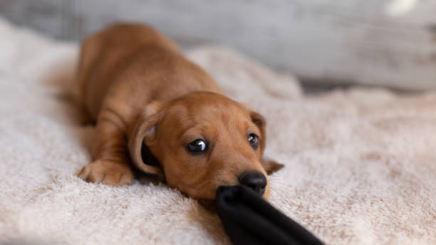 istock Cute dachshund puppie looking at the camera on a light background. 1387131312
