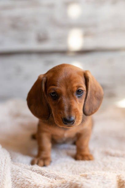 Cute dachshund puppie looking at the camera on a light background.