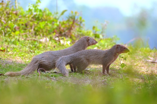 The ruddy mongoose is a mongoose species native to hill forests in India