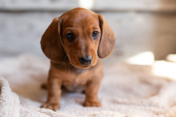 明るい背景にカメラを見つめる可愛いダックスフンドの子犬。 - dog dachshund small puppy ストックフォトと画像