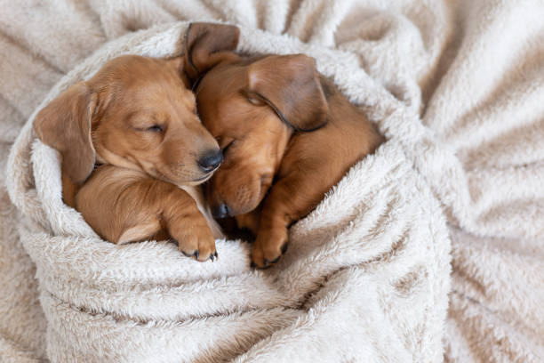 かわいいダックスフンドの子犬はお互いに抱き合って眠ります。美しい小さな犬がベッドカバーに横たわっています。 - 子犬 ストックフォトと画像
