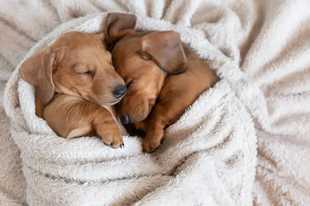 Photo of Cute dachshund puppies sleep cuddled up to each other. Beautiful little dogs lie on the bedspread.