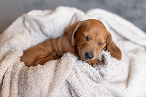 Cute sleeping dachshund puppie. Beautiful little dog lie on the bedspread.