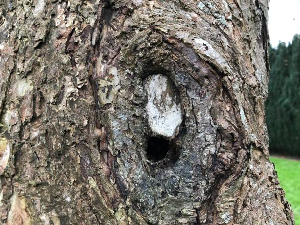 istock Crab apple 'John Downie' - Bark & trunk 1387132851