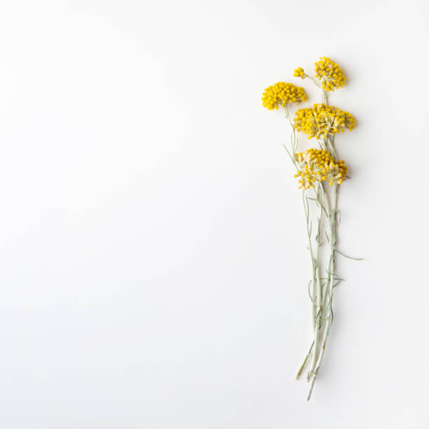 Helichrysum arenarium stock photo