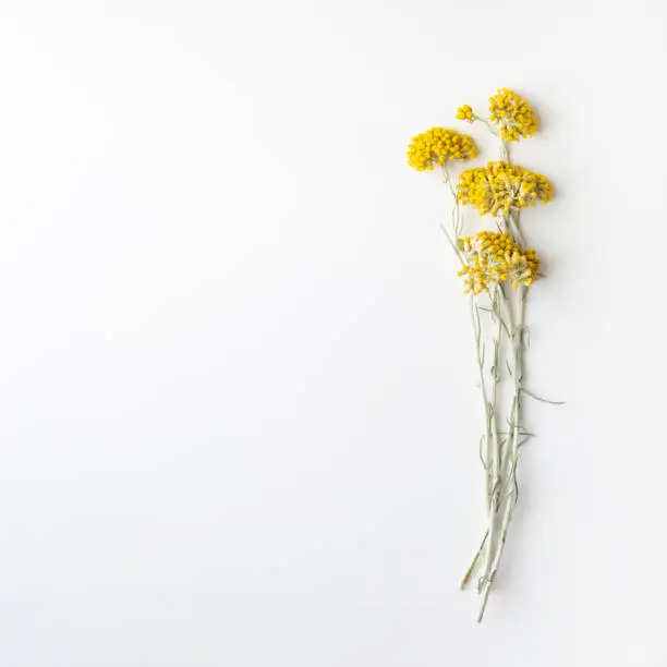 Precious herb immortelle on white background with copy space