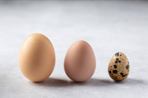 istock Chicken egg, guinea fowl egg and quail egg in a row on gray background. 1387134529