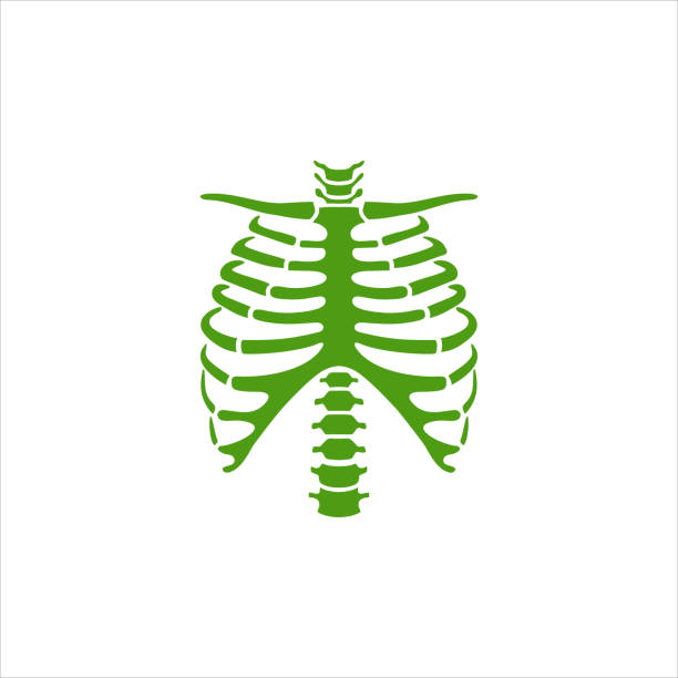 rib and backbone vector template This is a professional logo that can be used in any company that fits the theme in the image. This design is presented in a simple, clean, and modern way in accordance with current technological advances. rib cage stock illustrations