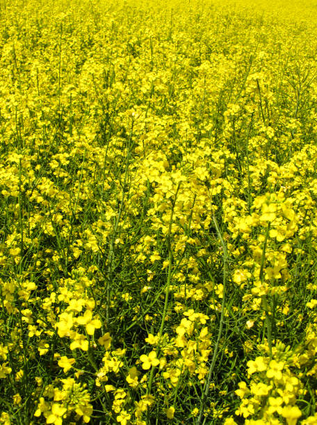 istock Rapeseed field, yellow flowers as a yellow background 1387136824
