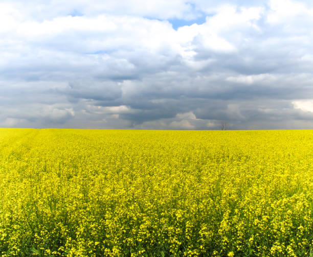 istock yellow field of rape in spring 1387136859