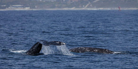 Gray whales, Fluke and dorsal bridge, Laguna Beach, California