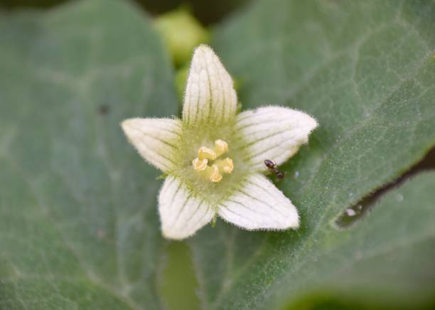 istock Bryonia dioica flower. 1387138415