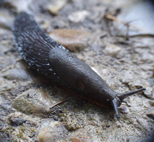 Free picture: garden, shadow, shell, gastropod, slug, invertebrate, snail