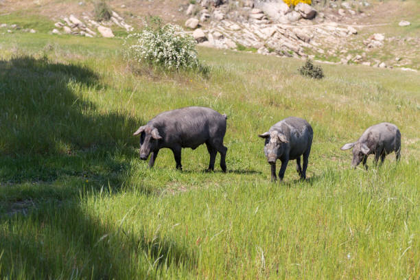 istock Iberian pigs walking through the field 1387139461