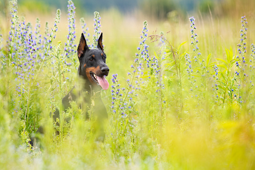 Portrait of dobermann pincher sitting in meadow with flowers in summer early morning