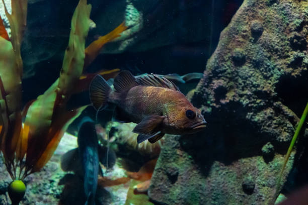 istock Brown Fish at Zoo Aquarium Staring Off 1387140571