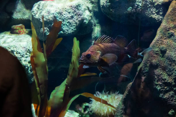 istock Brown Fish in Aquarium at Zoo 1387140575