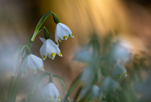 Close shot of spring snowflakes, Leucojum vernum.