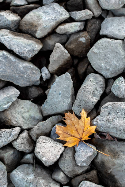 istock autumn maple leaf lies on gray stones 1387142283