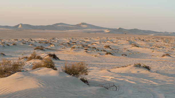 istock plants grown on top small dune mountains at sealine dunes area. 1387143072