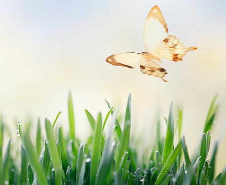 Fresg green grass and flying butterfly with copy space.