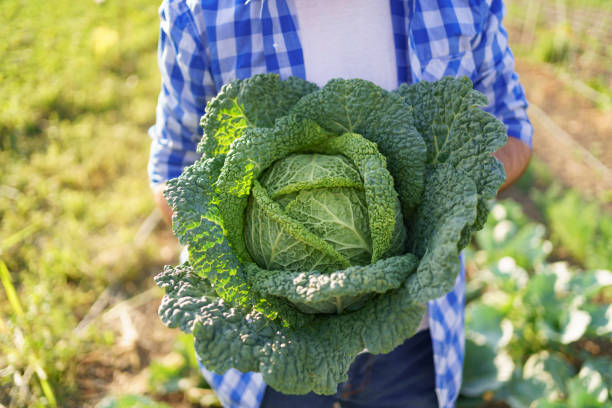 istock Harvesting curly cabbage in green field 1387144778