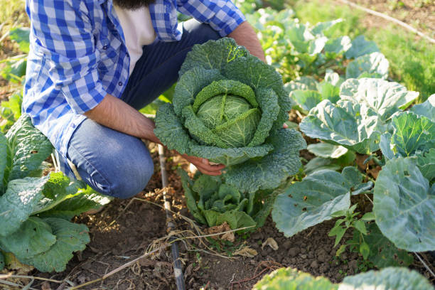 istock Harvesting curly cabbage in green field 1387144786
