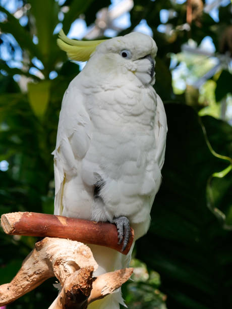 istock Close-up yellow-crested cockatoo 1387145860