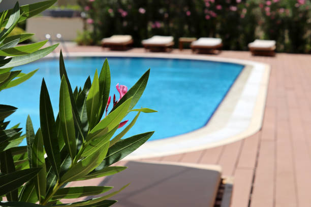 Tropical empty swimming pool.