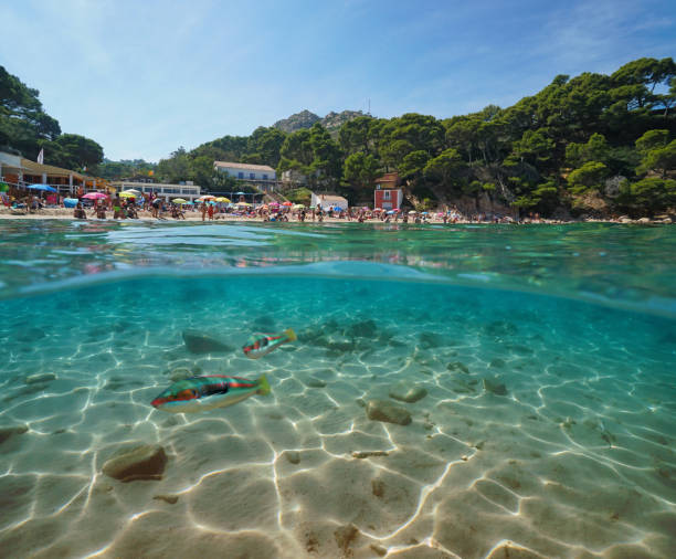 espanha costa brava praia com peixes debaixo d'água - below sea level - fotografias e filmes do acervo