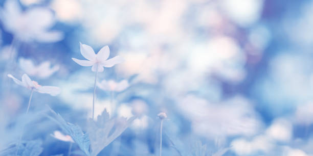 istock Spring beautiful anemone flowers toned blue color. Soft, selective focus. Banner 1387148189