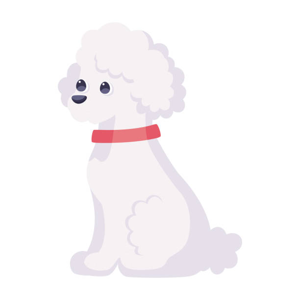870 White Poodle Cartoon Illustrations & Clip Art - iStock