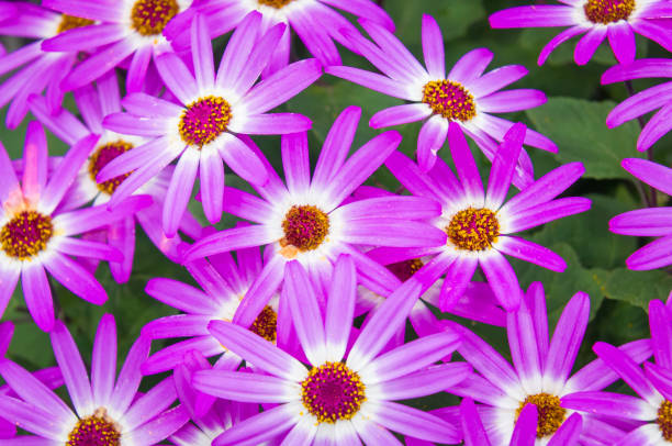 Close up of a grouping of magenta cineraria flowers.