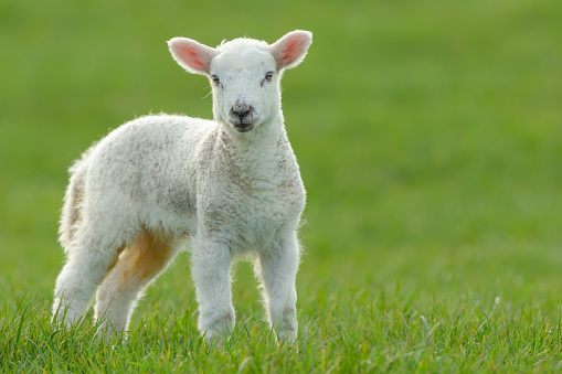 Lambing time in the Yorkshire Dales.  Close up of one cute, newborn lamb facing forward in lush green field. Clean, green background with  copy space.