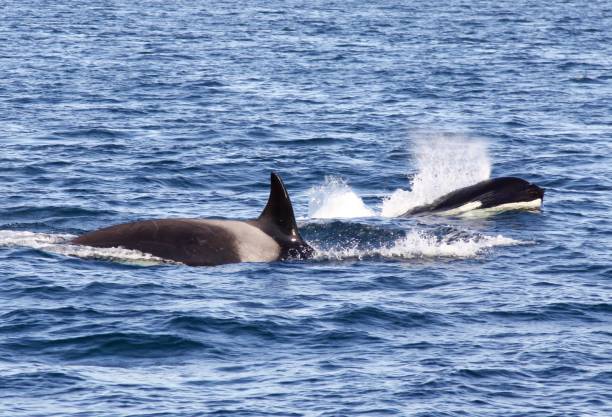 istock Mother And Baby Orcas 1387149373
