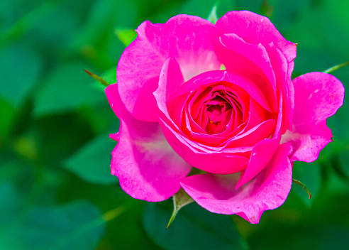 Close up of a tiny tea rose blossom.