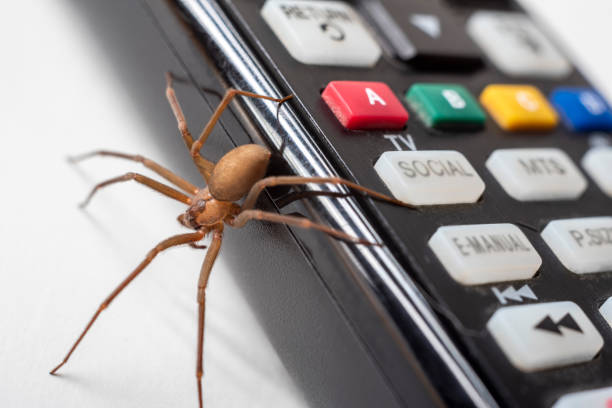 Brown Recluse Spider on Television Remote stock photo