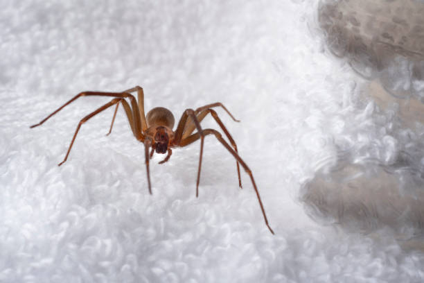 istock Brown Recluse Spider Hiding in Towels 1387149623