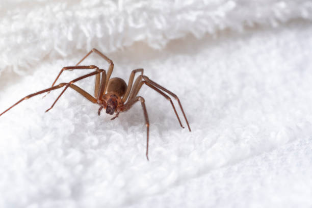 Closeup of a large Brown recluse spider, missing two legs.