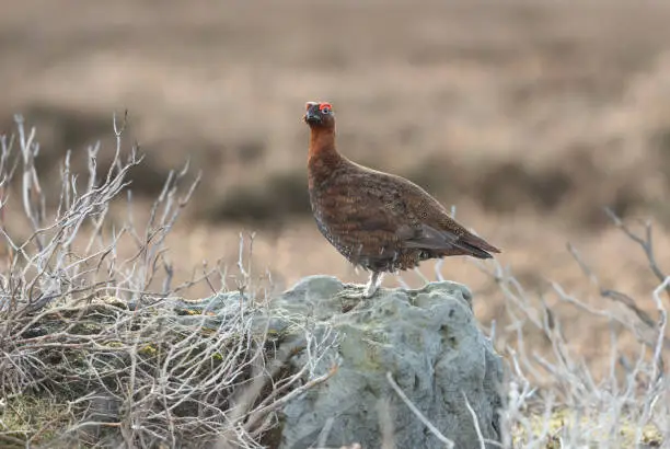 Red Grouse, Scientific name: Lagopus Lagopus.  Close up of a Red Grouse male or cock bird, perched on a large white rock in early Spring time.   Clean background.  Space for copy.  Horizontal.