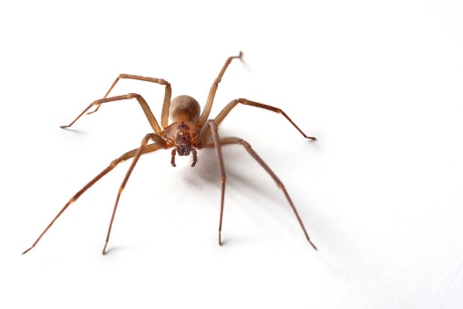 Horizontal image of a venomous brown recluse or fiddleback spider walking across a white background.