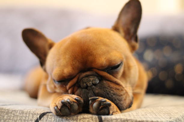 istock Tyty the French Bulldog 1387149947