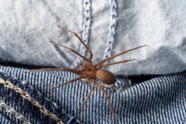 Brown Recluse Spider stock photo