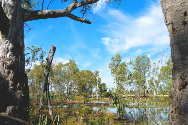 istock Barmah National Park, Victoria, Australia 1387152829