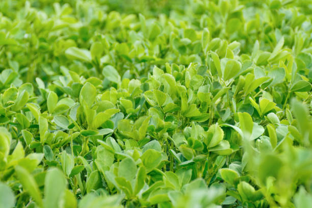 campo di erba medica verde - alfalfa foto e immagini stock